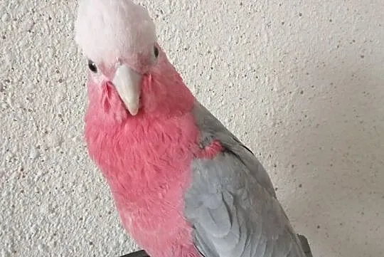 Papugi Kakadu Różowe Piękne, Kielce