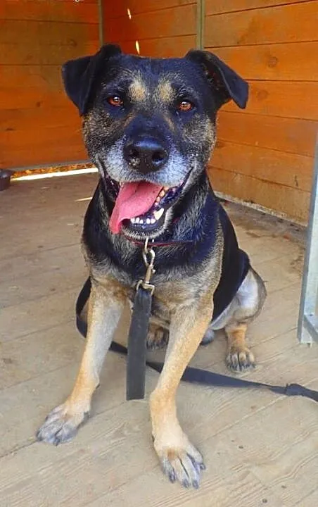 Norton - fajny pies do adopcji, łódzkie Skierniew