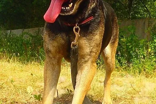 Norton - fajny pies do adopcji,  łódzkie Skierniew