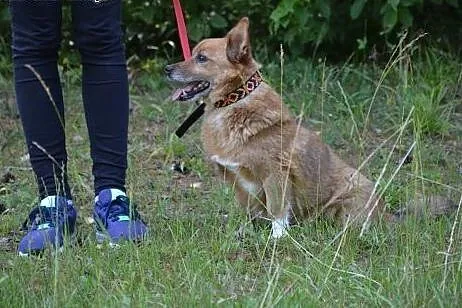 Kruszynka - RUDZIK - czeka na DOM,  wielkopolskie 