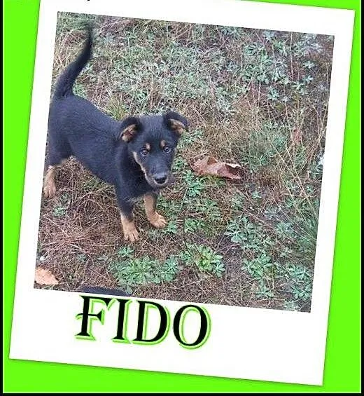 Szczeniak Fido szuka domu ADOPTUJ !, małopolskie