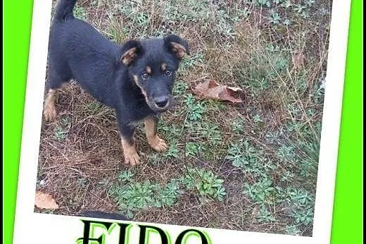 Szczeniak Fido szuka domu ADOPTUJ !, małopolskie Kraków