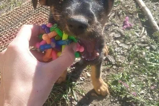 Szczeniak Fido szuka domu ADOPTUJ !,  małopolskie 