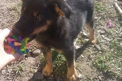 Szczeniak Fido szuka domu ADOPTUJ !,  małopolskie 