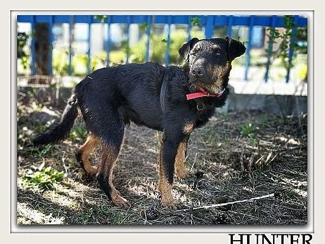 Jagdterier,terier niem.średni 14 kg,szczepiony pies HUNTER.Adopcja., , Bydgoszcz