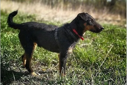 Jagdterier,terier niem.średni 14 kg,szczepiony pies HUNTER.Adopcja., , Bydgoszcz