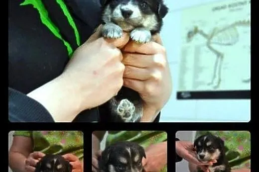 Urocze  szczenięta do adopcji!!,  mazowieckie Wars