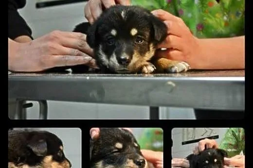Urocze  szczenięta do adopcji!!,  mazowieckie Wars