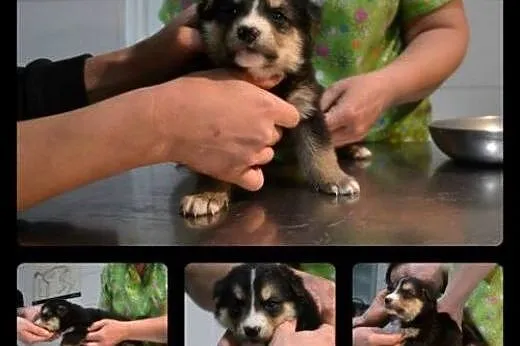 Urocze  szczenięta do adopcji!!,  mazowieckie Wars