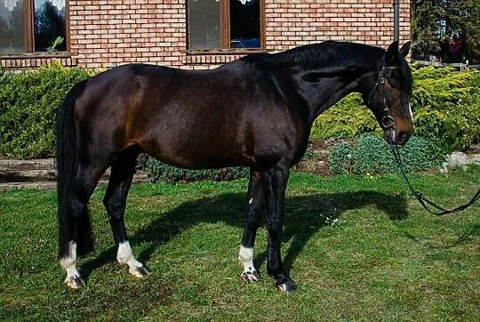 Zero to Hero po Baloubet K x Zandor Z, , 