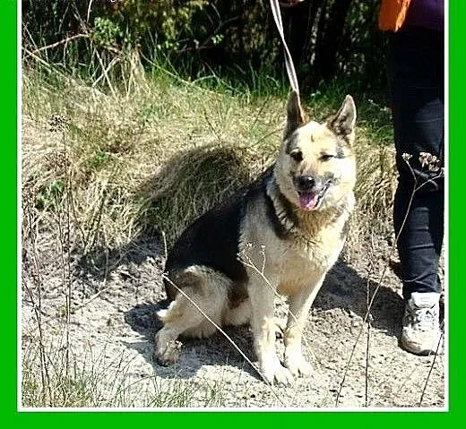 Idealna,ułożona,zrównoważona,łagodna suczka KLARA,