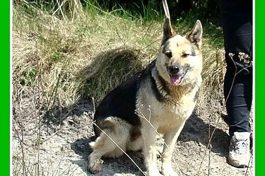 Idealna,ułożona,zrównoważona,łagodna suczka KLARA,