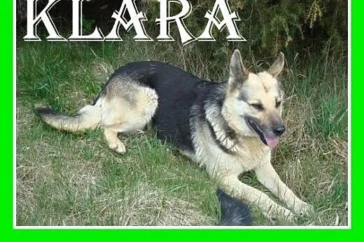 Idealna,ułożona,zrównoważona,łagodna suczka KLARA,
