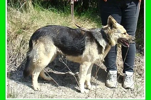 Idealna,ułożona,zrównoważona,łagodna suczka KLARA,