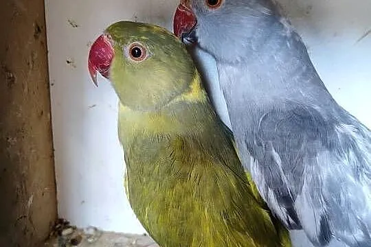 Papugi Aleksandretty obrożne, Małopolskie, Bochnia