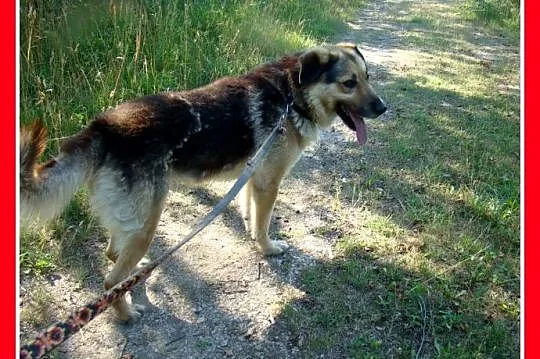 Grzeczny, duży 30 kg,łagodny,bardzo przyjacielski pies HORK_Adopcja_