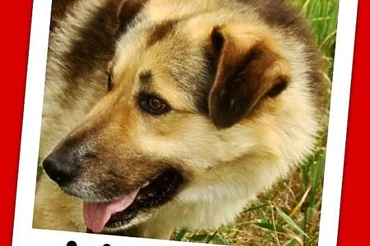 Grzeczny, duży 30 kg,łagodny,bardzo przyjacielski 
