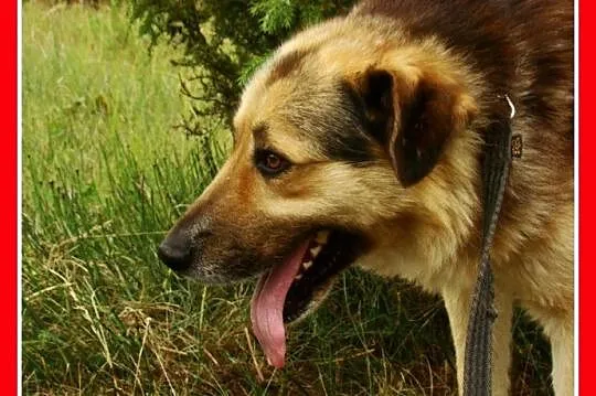 Grzeczny, duży 30 kg,łagodny,bardzo przyjacielski 