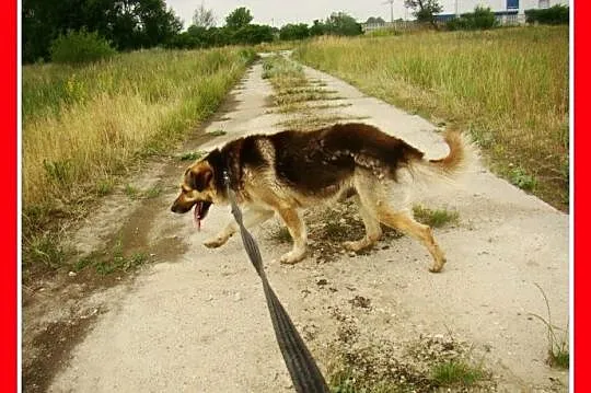 Grzeczny, duży 30 kg,łagodny,bardzo przyjacielski 