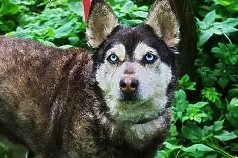 Grzeczny John, mądry mix HUSKY o błękitnym spojrze