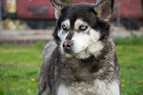 Grzeczny John, mądry mix HUSKY o błękitnym spojrze