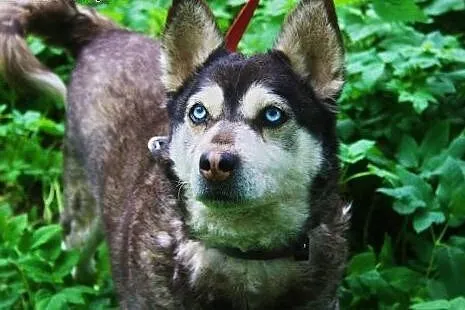 Grzeczny John, mądry mix HUSKY o błękitnym spojrze