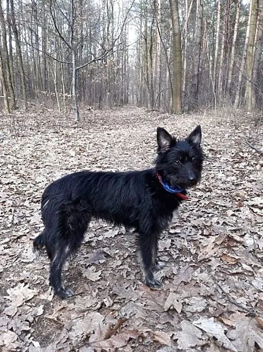 Malaga, niekonfliktowa, wesoła sunia do adopcji!