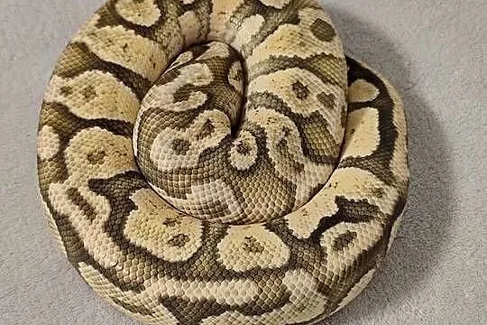 Dorosły samiec Firefly Hypo, Mazowieckie, Pruszków