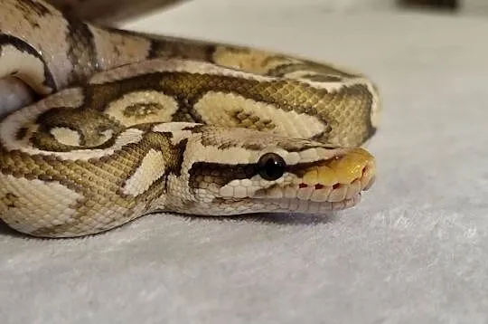 Dorosły samiec Firefly Hypo, Mazowieckie, Pruszków