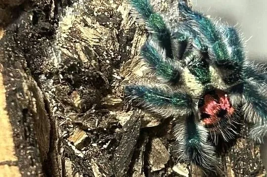 T seladonia samiczka