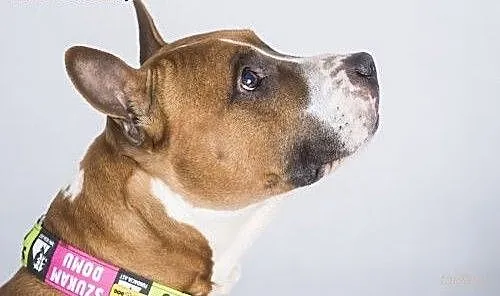 Box młody amstaff czeka na dom, mazowieckie Warsz