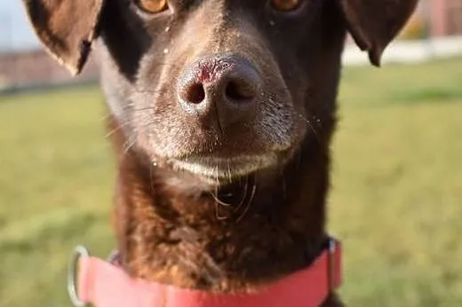Rumi czekoladowy piękniś do adopcji,  śląskie Chorzów