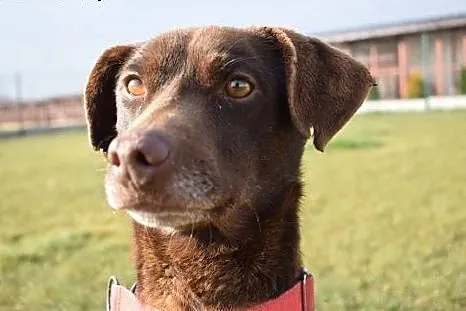 Rumi czekoladowy piękniś do adopcji,  śląskie Chor