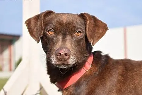 Rumi czekoladowy piękniś do adopcji,  śląskie Chor
