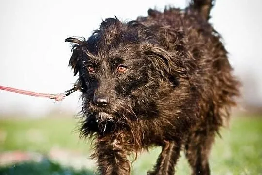 OTOZ Animals - Szeryf - cudowny kosmaty kudłacz o 