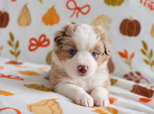 Owczarek amerykański miniaturowy ZKwP – suczka red merle NBT