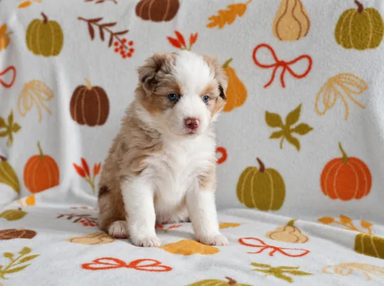Owczarek amerykański miniaturowy ZKwP – suczka red merle NBT, , Szczecin