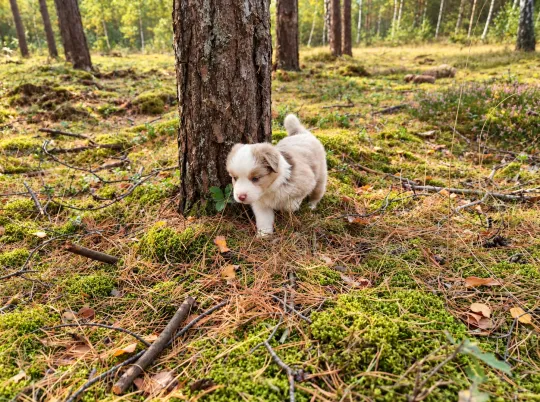 Owczarek amerykański miniaturowy ZKwP – suczka red merle NBT, , Szczecin