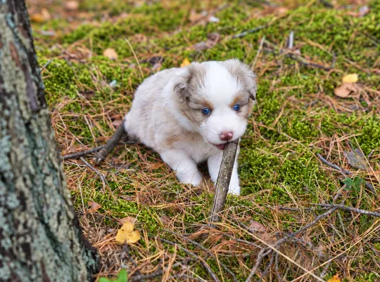 Owczarek amerykański miniaturowy ZKwP – suczka red merle NBT, , Szczecin