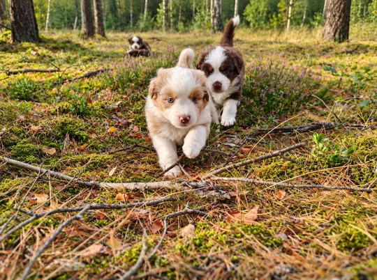 Owczarek amerykański miniaturowy ZKwP – suczka red merle NBT, , Szczecin