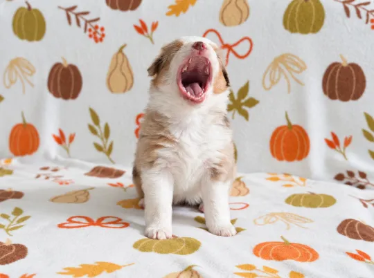 Owczarek amerykański miniaturowy ZKwP – suczka red merle NBT, , Szczecin