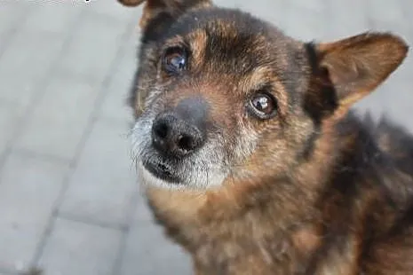Malutki Stefcio traci nadzieje na dom...,  Kundelk