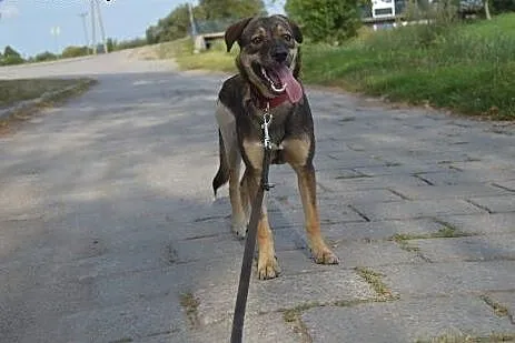 Młoda piękna sunia szuka wspaniałego domku na całe