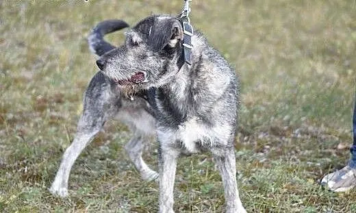 40kg,sznaucer olbrzym mix,młody 1 rok,przyjazny,wi