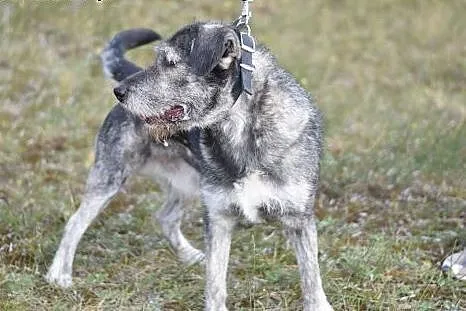 40kg,sznaucer olbrzym mix,młody 1 rok,przyjazny,wi