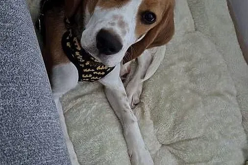Beagle szuka domu
