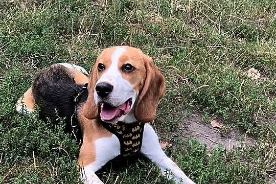 Beagle szuka domu, Śląskie, Gliwice