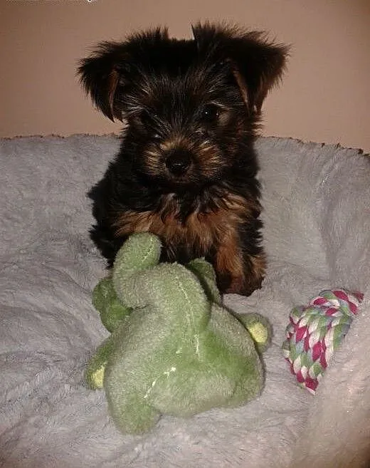 Śliczny szczeniaczek Yorkshire Terrier, podkarpac