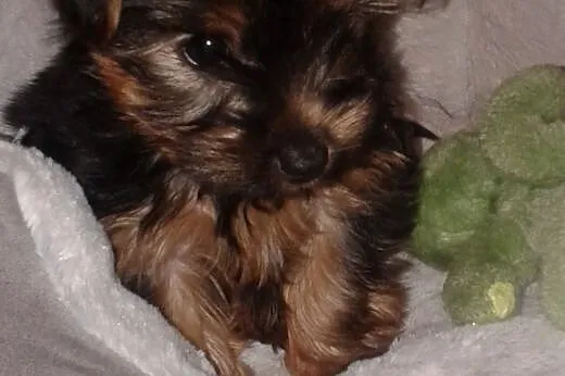 Śliczny szczeniaczek Yorkshire Terrier,  podkarpac