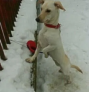 Malutka, jamniczkowata, cudna sunia NALA potrzebuj